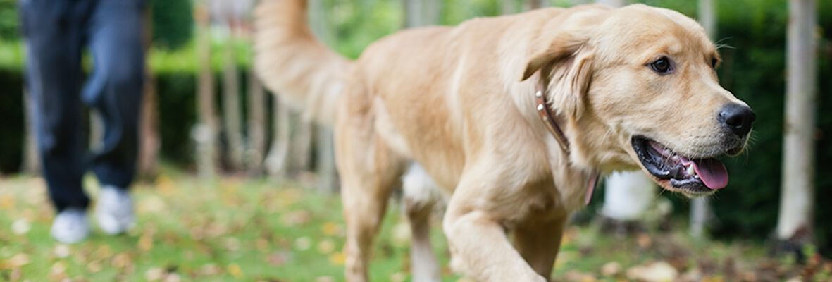 VIAJAR CON TU PERRO EN COCHE