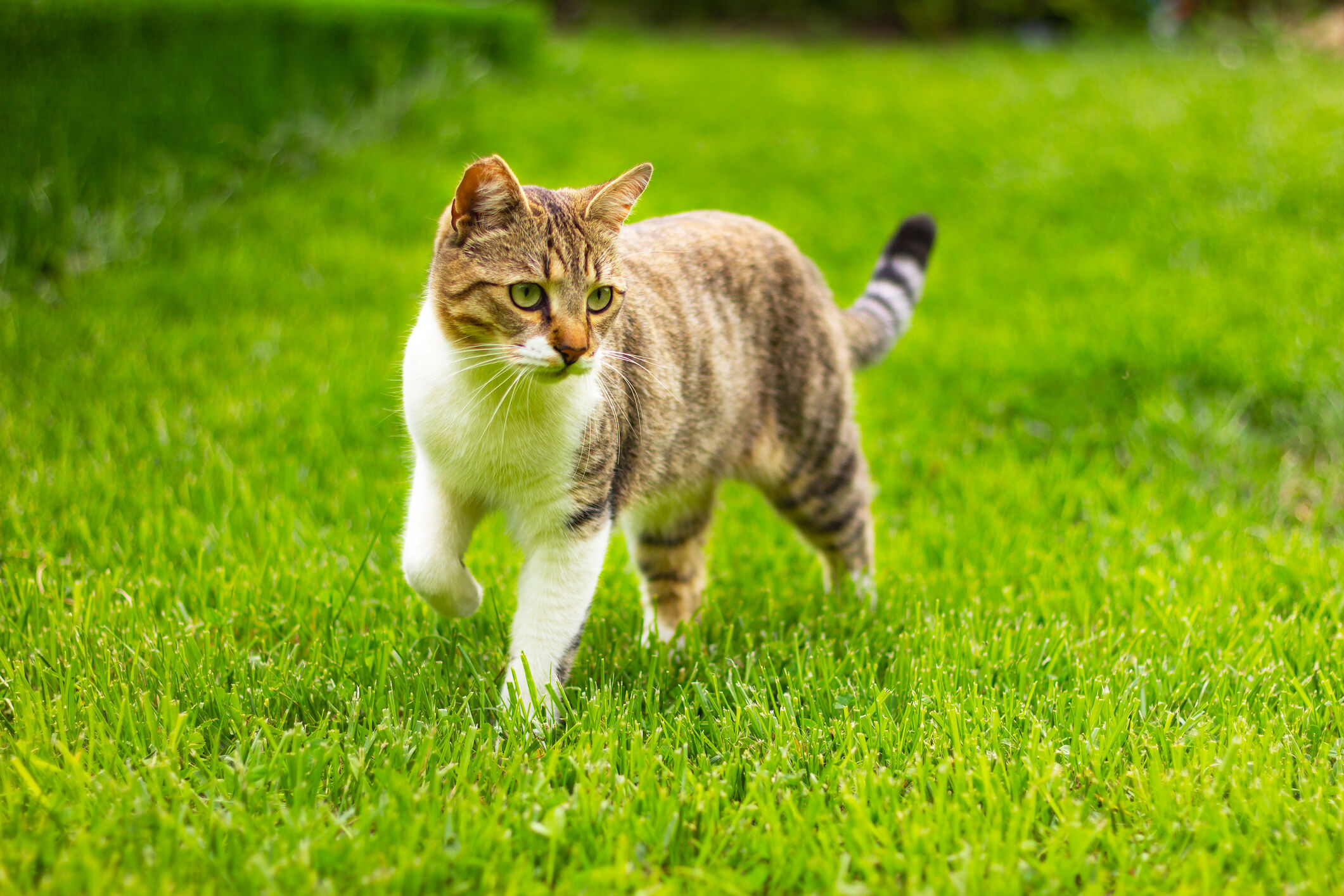 Por qu&eacute; es importante la taurina en gatos