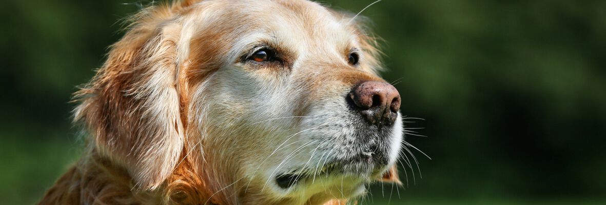 Mon chien a peur des bruits forts