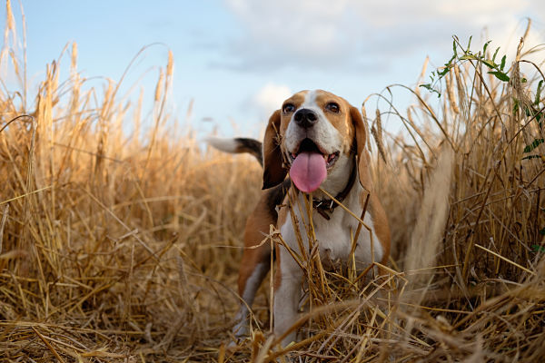 UN CHIEN QUI HURLE, QUELLE EN EST LA CAUSE ?