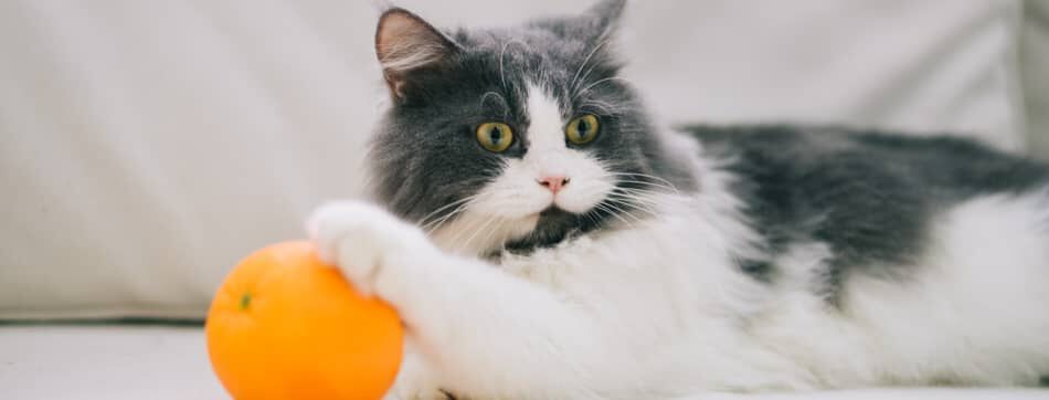 Cu&aacute;ndo esterilizar a una gata y por qu&eacute; es importante