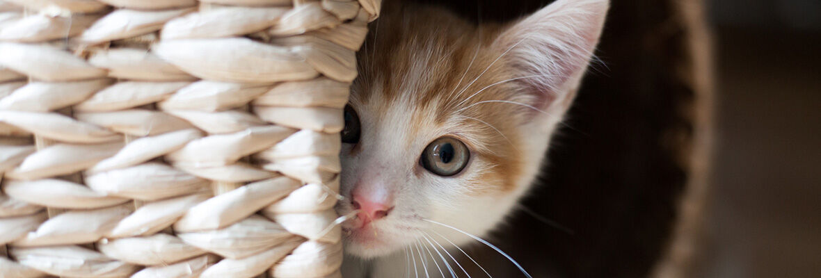 Crescere ed educare un gatto di due mesi