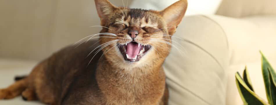 &iquest;Qu&eacute; significado tienen los sonidos de gatitos maullando?