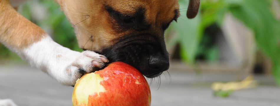 &iquest;Pueden comer manzana los perros?