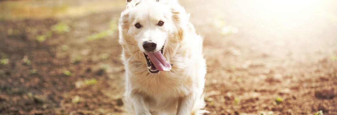&iquest;C&Oacute;MO AFECTA UN GOLPE DE CALOR EN PERROS?