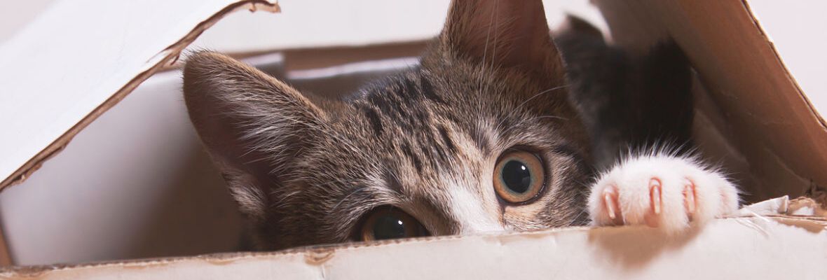 Juguetes para gatos caseros que puedes hacer en casa