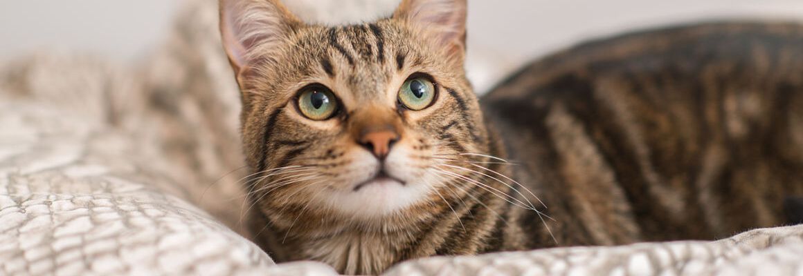 &iquest;SE PUEDE ADIESTRAR UN GATO? TRUCOS Y CONSEJOS