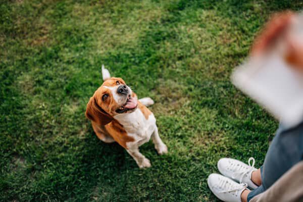 Snacks naturales para perros: todo lo que debes saber