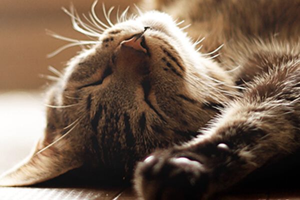 Pourquoi mon chat dort-il avec moi?