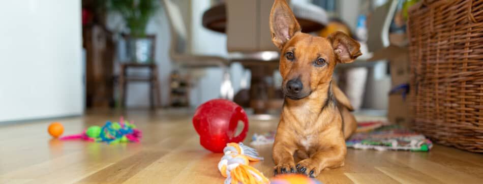 Consejos para dejar a tu perro solo en casa con tranquilidad