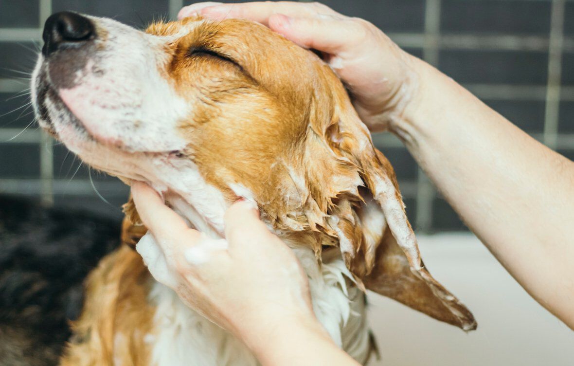 Champ&uacute; casero para perros: 5 cuestiones a tener en cuenta