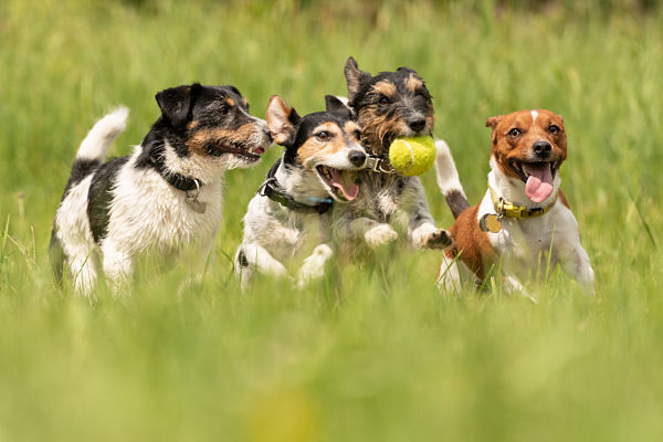 GUARDER&Iacute;A PARA PERROS: C&Oacute;MO ELEGIR LA M&Aacute;S ADECUADA