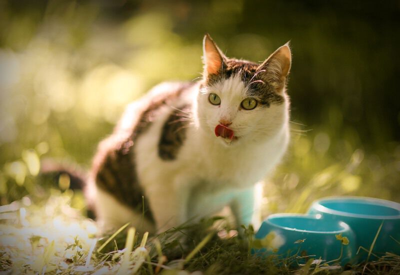 Importancia de los ingredientes en la alimentaci&oacute;n para gatos