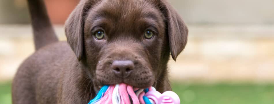 COMMENT ACCUEILLIR UN CHIOT CHEZ SOI ?