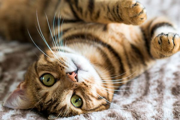 Giochi casalinghi per gatti: 4 opzioni per divertirsi senza uscire di casa 