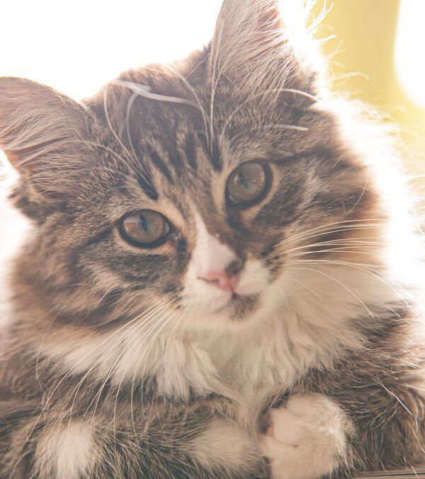 Que signifie un chat qui roucoule ?