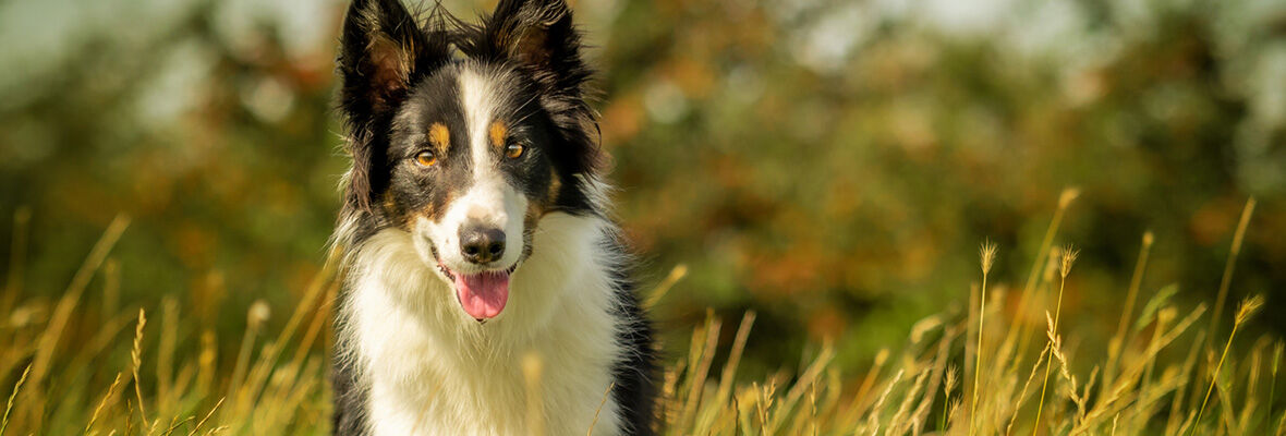 Sonidos que molestan a los perros: cu&aacute;les son y qu&eacute; hacer para calmarlos