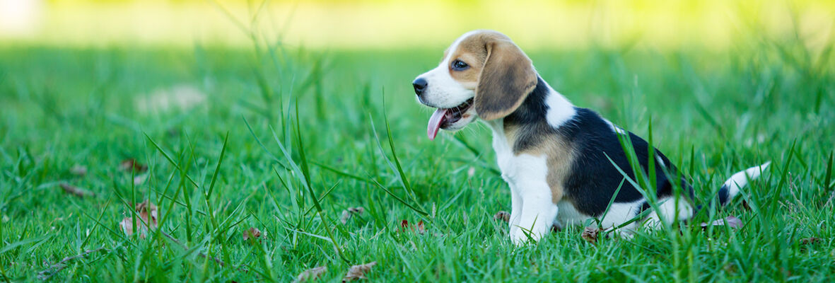 COMMENT EDUQUER VOTRE CHIEN, AFFECTION OU PUNITION?