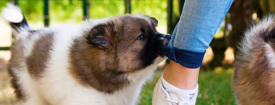 CHIOT QUI MORDILLE, COMMENT &Eacute;VITER CE PROBL&Egrave;ME ?