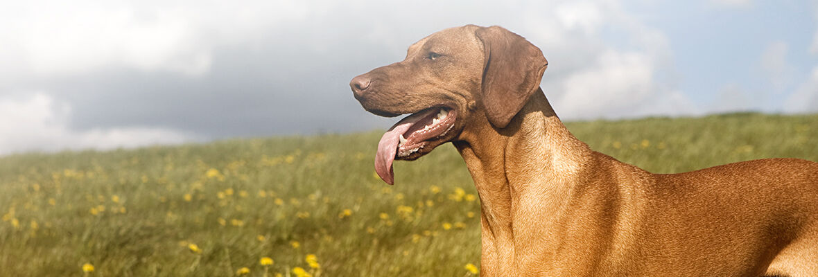 Pourquoi les chiens aboient-ils?