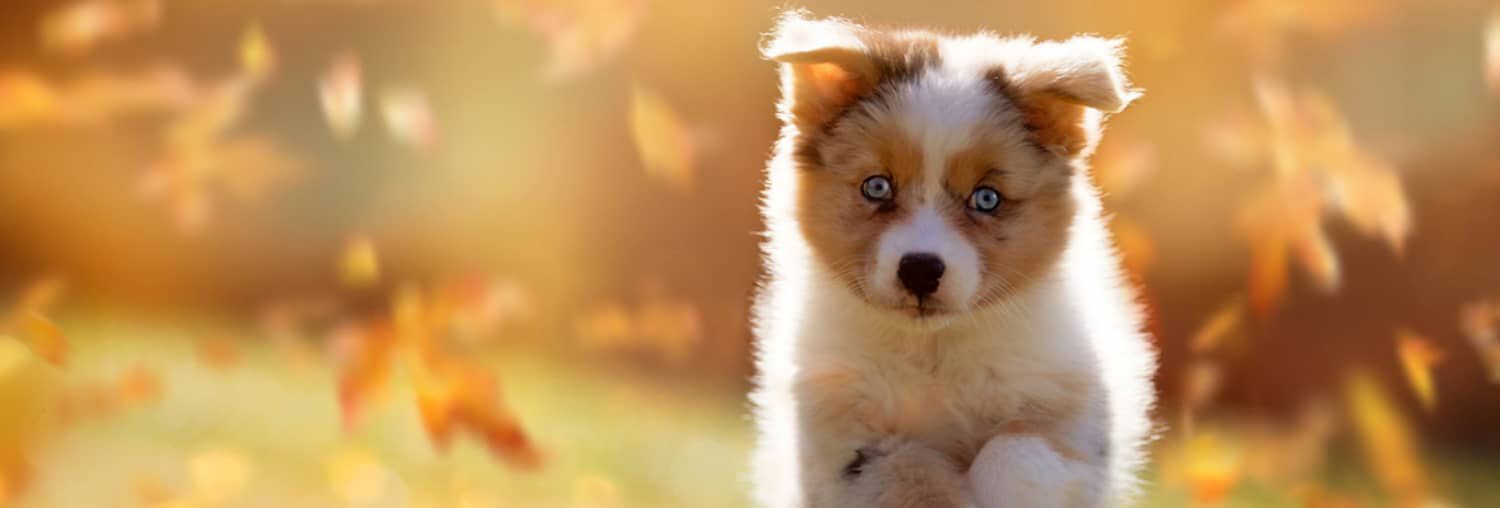 Guide ultime de l'&eacute;ducation parfaite d'un chiot