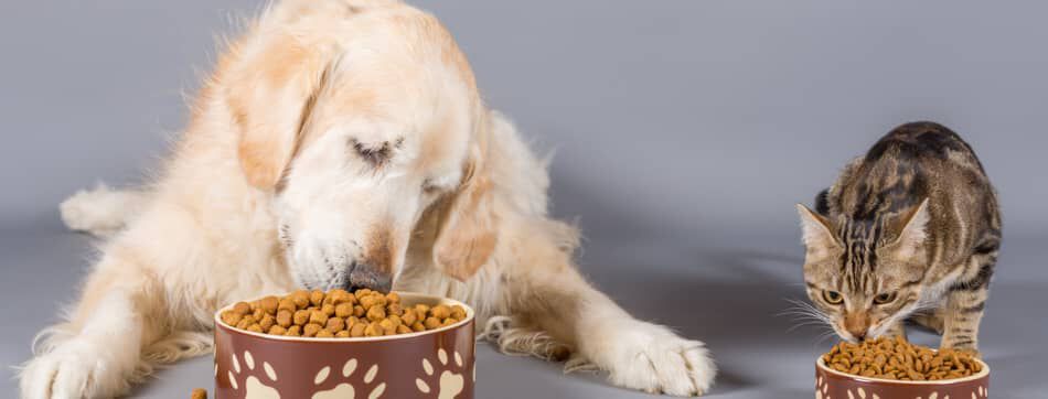 Carne deshuesada para perros y gatos: un ingrediente de alta calidad