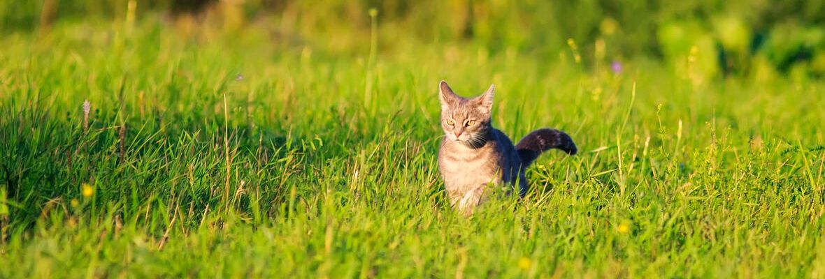 COMPORTAMENTO DELLA GATTA IN CALORE