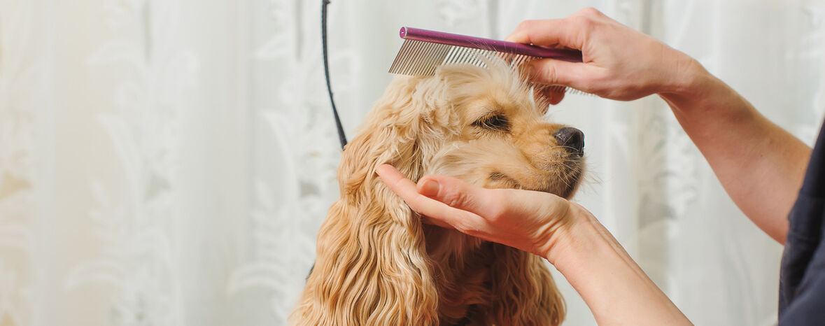 C&oacute;mo cortar el pelo a un perro: gu&iacute;a paso a paso