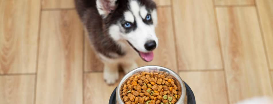 &iquest;Es bueno el at&uacute;n para perros?