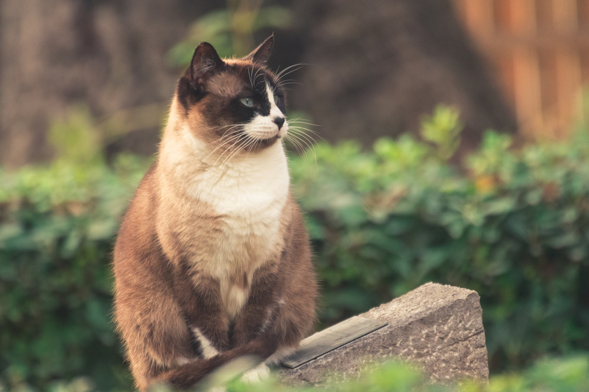 el lenguaje de los gatos