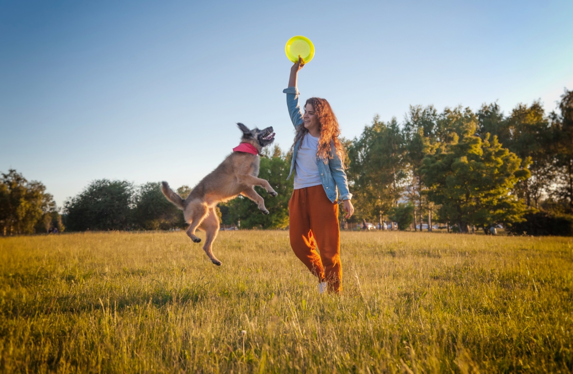 juguetes caseros para perros