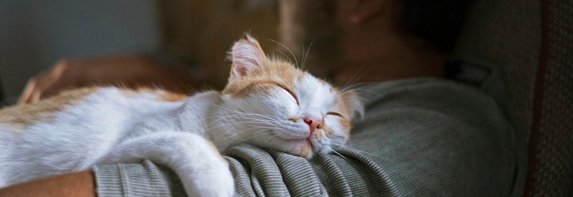 mon chat dort avec moi