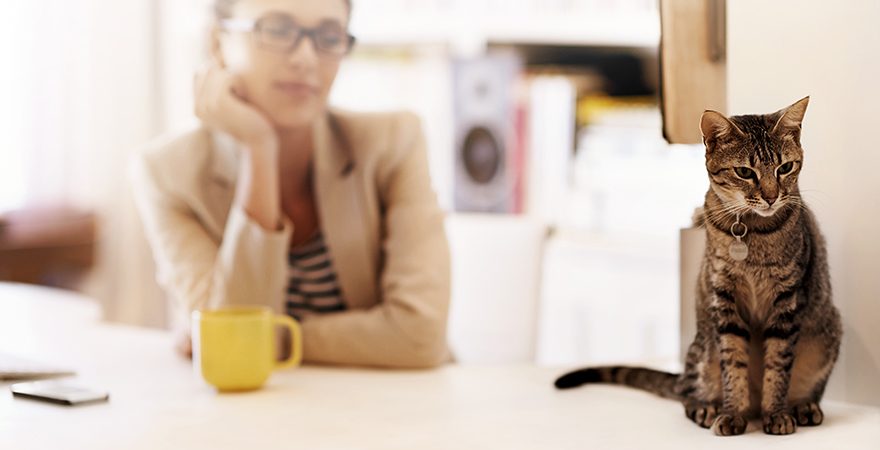 por que los gatos ronronean