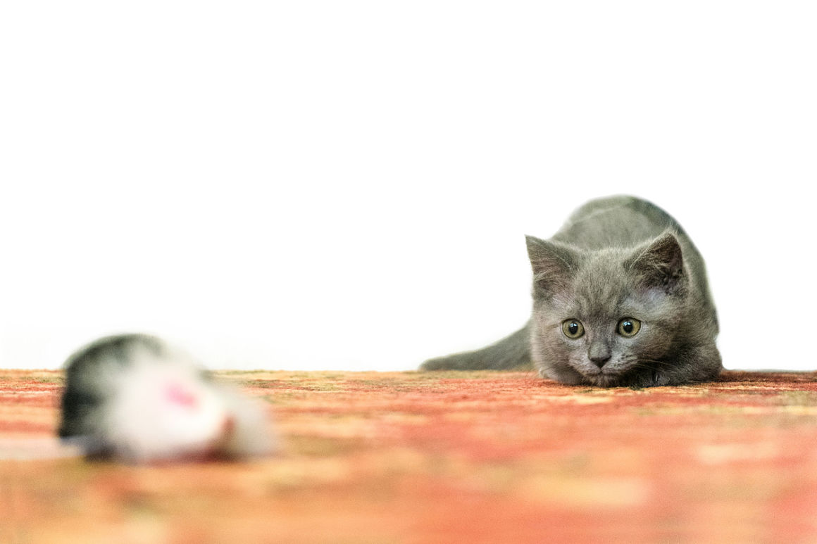 como jugar con un gato