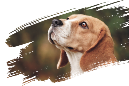 Beagle mirando hacia arriba con expresión tranquila y fondo difuminado en tonos verdes.
