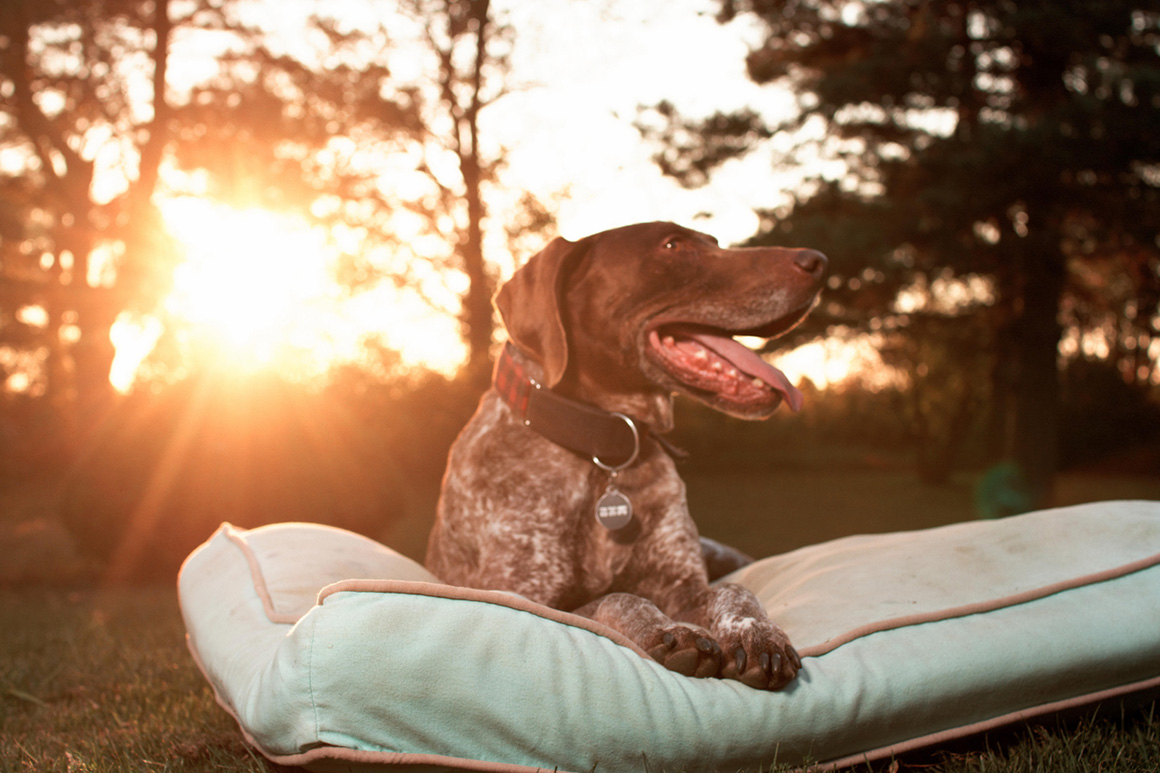 como hacer una cama para perro