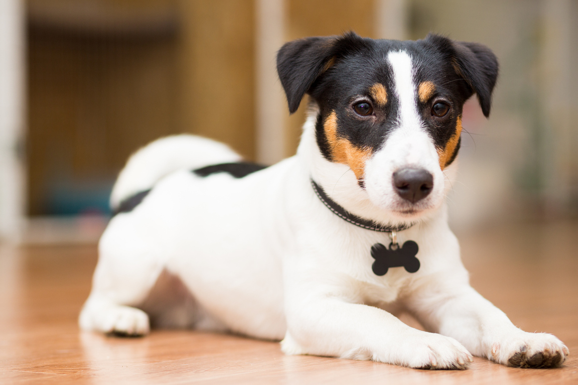 como ensenar a tu perro a tumbarse