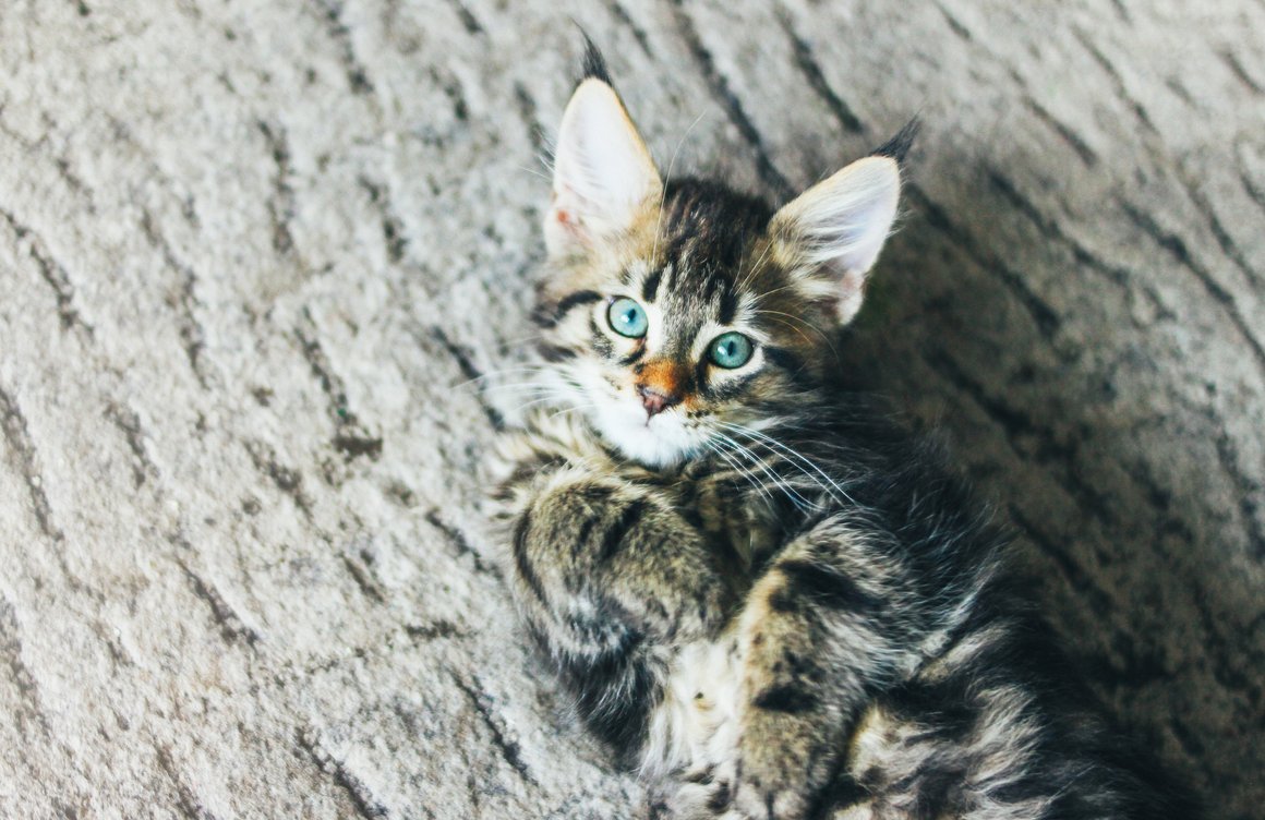 Cortar pelo gato Cortar pelo gato