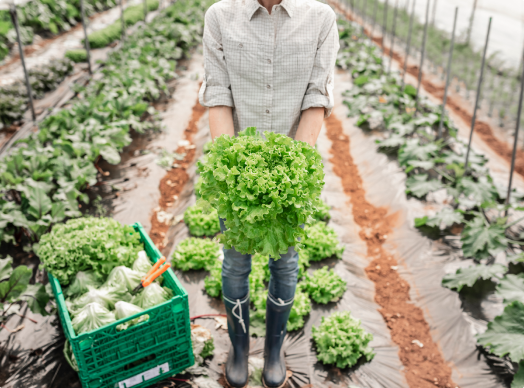 Agricultor sosteniendo lechuga fresca en un campo de cultivo orgánico
