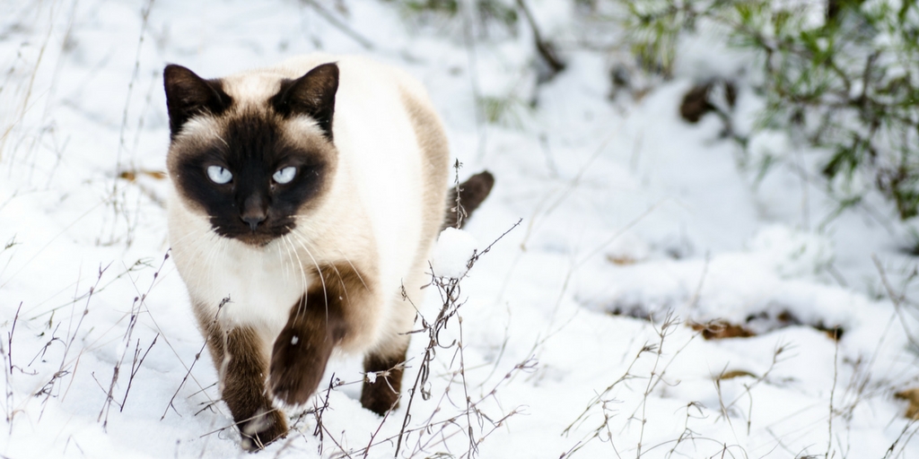 gato andando en la nieve