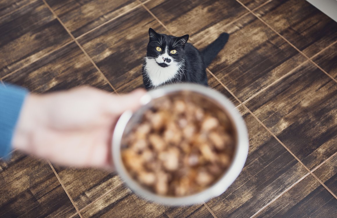 cuanto come un gato cuanto come un gato