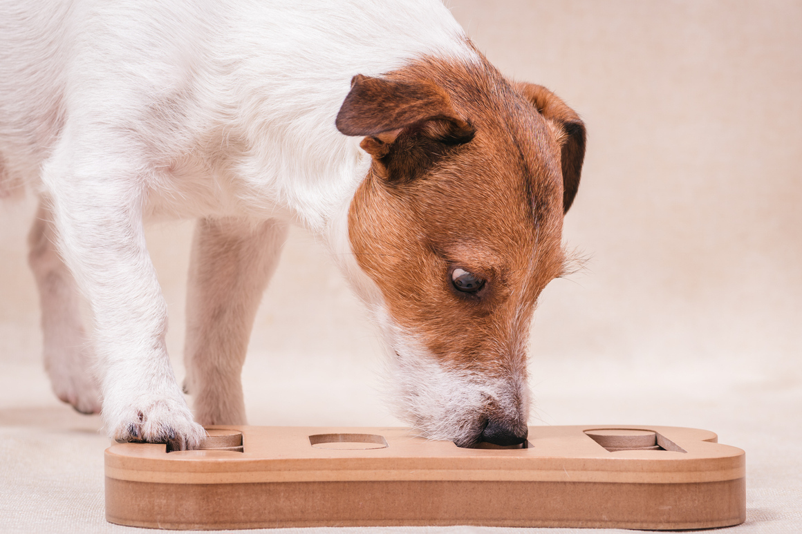 juegos de olfato para perros