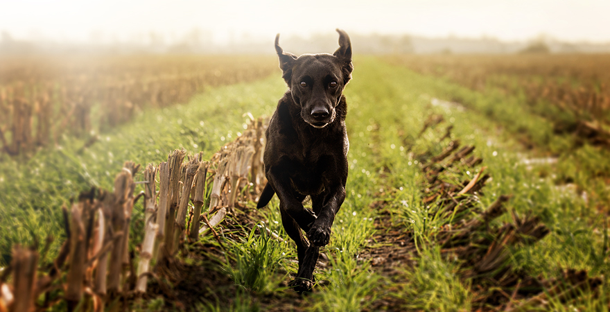 Por que los perros comen hierba