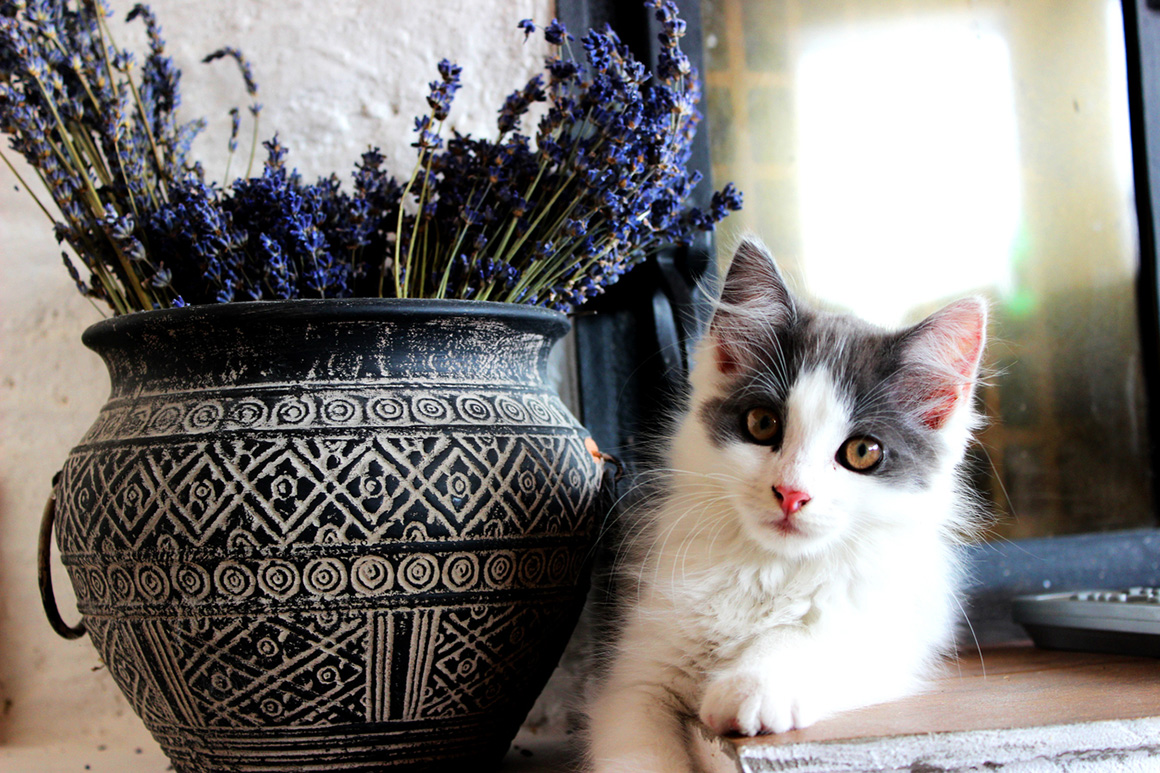 tranquillanti naturali per gatti