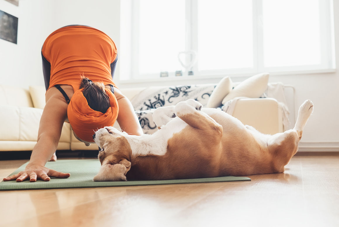 yoga con perros