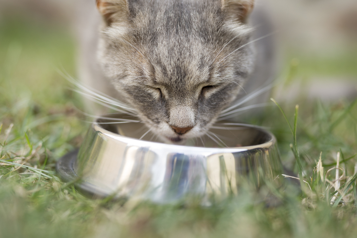 comida casera para gatos