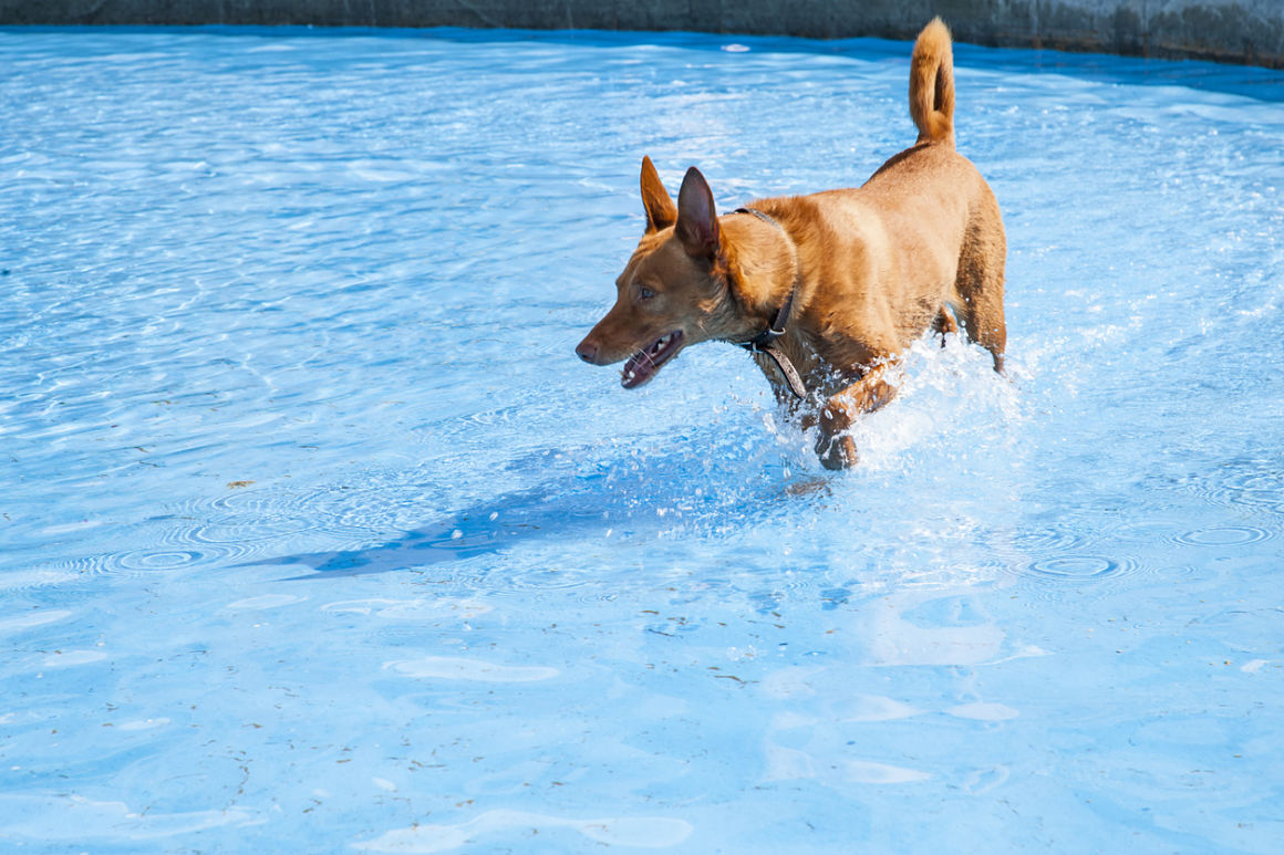 piscina para perros en casa piscina para perros en casa
