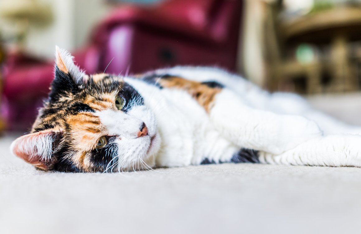 crecimiento del gato