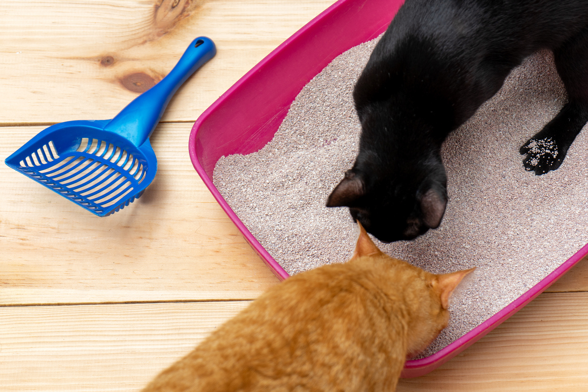 cual es la mejor arena para gatos