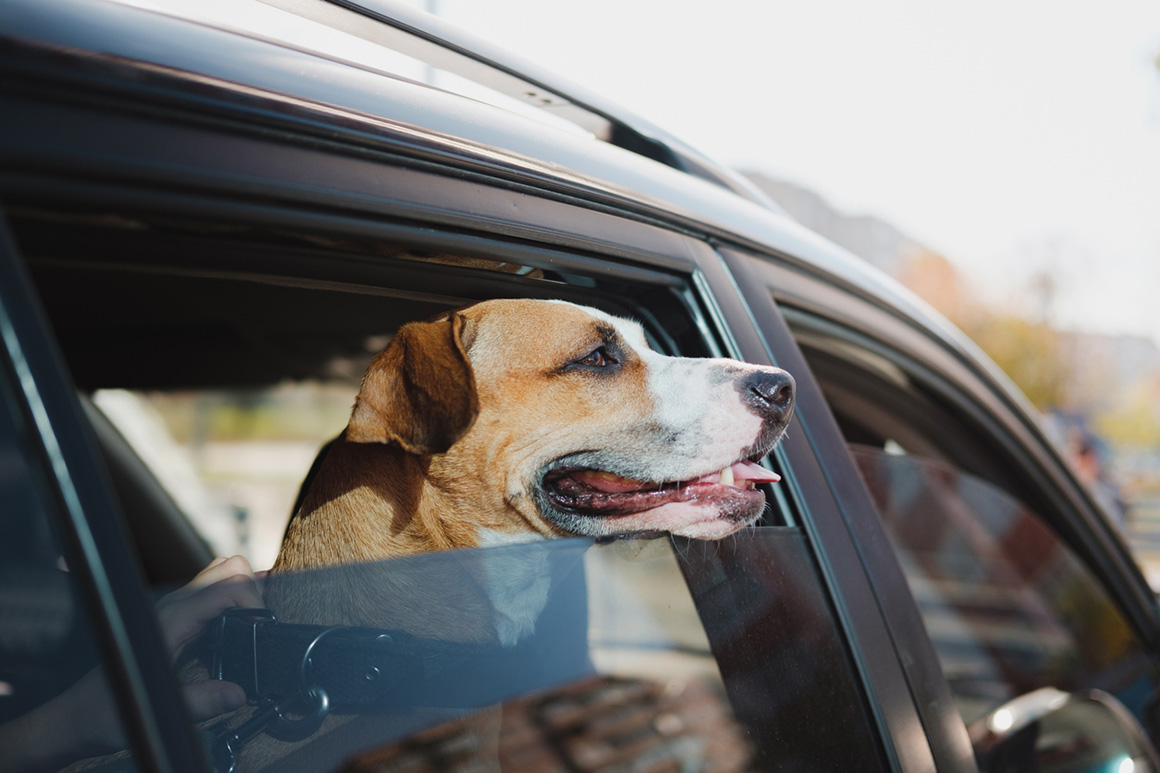 cane in macchina cane in macchina